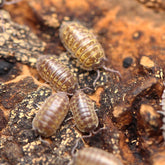 Armadillidium Versicolor "Slovenia"